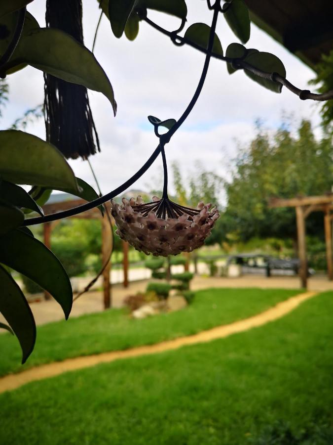 Casa Da Ferreirinha Konuk evi Faldejaes Dış mekan fotoğraf